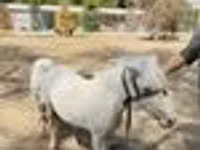 Horses (batch, sex not specified), Australian Pony — photo 8