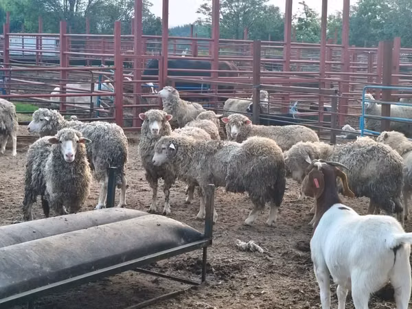 Sheep (batch, sex not specified), Merino sheep