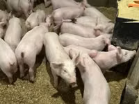 Pigs (batch, sex not specified) — photo 2