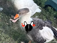 Geese — foto 1