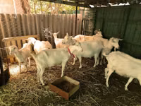 Billy Goat, Saanen goat — photo 1