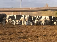 गाय, गोलस्टीन नस्ल — फ़ोटो 4