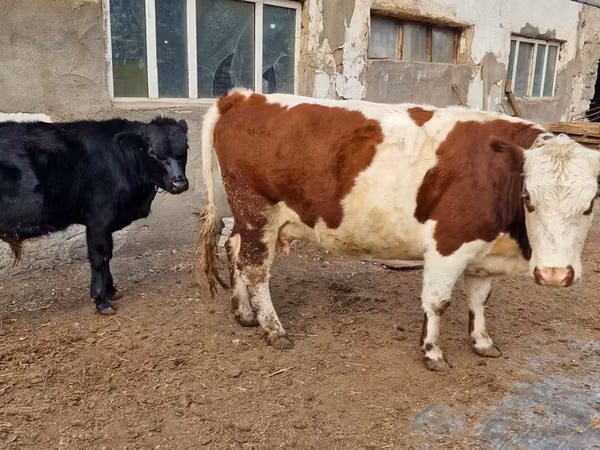 Cow, Swiss cattle
