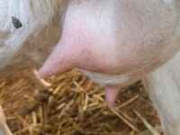 Ziege, Ziegen — Foto 7