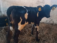 Vaca, Russian Black pied cattle — foto 2