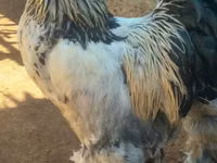 Brahma — Foto 4