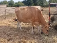Vaca, Raza Jersey — foto 5
