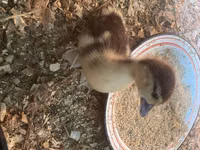 Ducks — الصورة 3