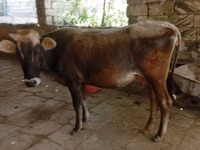 Kuh, Aserbaidschanisches Zebu — Foto 1