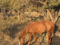Horse (M), Tiger horse — photo 7