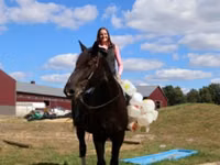 Hengst, Percheron — Foto 6