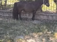 Horse (M), Australian Pony — photo 3