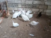 Blanco — foto 2