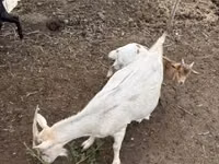 تيس, الماعز — الصورة 4