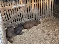 Pigs (batch, sex not specified) — photo 3