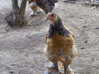 Brahma — Foto 2