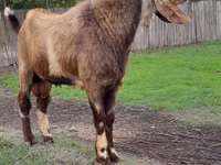 Ziegenbock, Nubian Goat — Foto 1