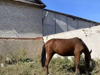 Caballo, Anglo-Arabian — foto 1