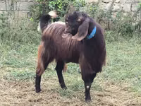 公山羊, Damask goat — 照片 3