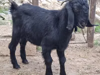 बकरा, Anatolian Black goats — फ़ोटो 2
