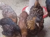 Chickens — photo 1