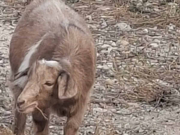Goat, Goats