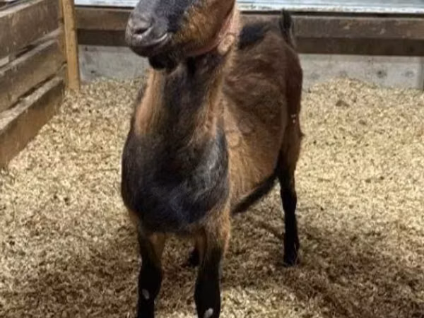 公山羊, Alpine goat