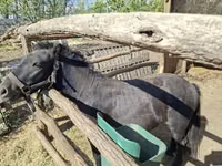Caballo, Caballos — foto 3