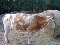Vaca, Simmental cattle — foto 6