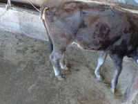 Kuh, Russian Black pied cattle — Foto 5