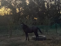 Horse (M), Akhal-Teke — photo 2