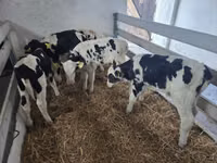 ثور, Russian Black pied cattle — الصورة 2