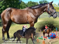 Hengst, Percheron — Foto 1