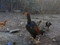 Chickens — foto 1