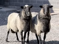 Ram, Romanov sheep — photo 2