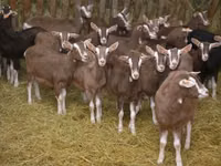 Cabra, Toggenburg goat — foto 3