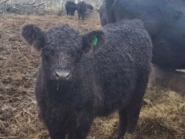 Kuh, Galloway-Rind