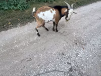 公山羊, Goats — 照片 4