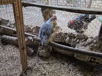 Chickens — Foto 2