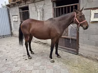 Mare, Thoroughbred horse — photo 3