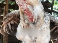 Chickens — 照片 2