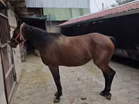 Mare, Thoroughbred horse — photo 4