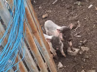 Sow — photo 2