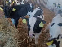 Toro, Russian Black pied cattle — foto 3