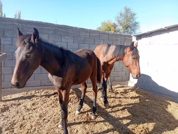 Mare, Horses