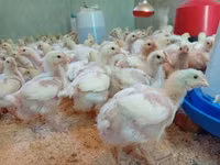Chickens — photo 3