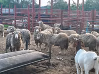 Ovejas (lote, sexo no especificado), Merino sheep — foto 1
