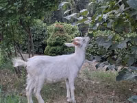 Cabro, Cabras — foto 2