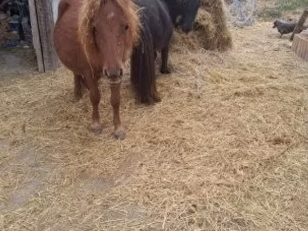 Конь, Лошади