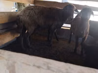 Oveja, Arabi sheep — foto 2